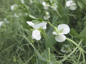 Blooming peas in the field. Atyrau, Kazakhstan