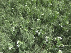 Blooming peas in the field. Atyrau, Kazakhstan