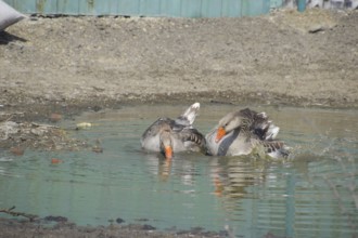 The gray goose is domestic. Atyrau, Kazakhstan