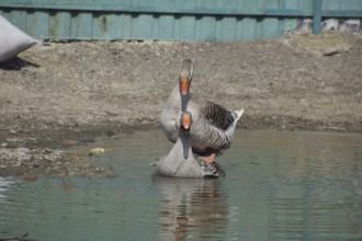 The gray goose is domestic. Atyrau, Kazakhstan