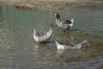 The gray goose is domestic. Atyrau, Kazakhstan