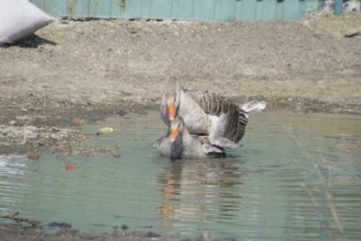 The gray goose is domestic. Atyrau, Kazakhstan