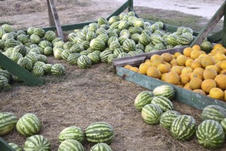 Collected in a pile of melons and watermelons. Atyrau, Kazakhstan