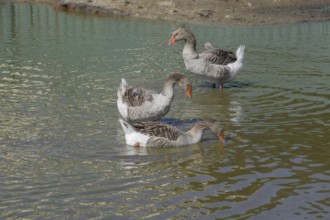 The gray goose is domestic. Homemade gray goose. Atyrau, Kazakhstan