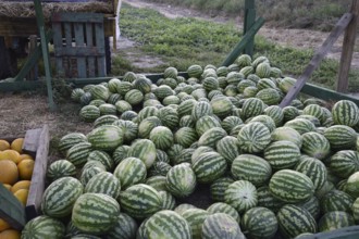 Collected in a pile of melons and watermelons. Atyrau, Kazakhstan