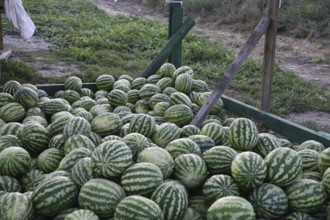 Collected in a pile of melons and watermelons. Atyrau, Kazakhstan