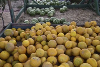 Collected in a pile of melons and watermelons. Atyrau, Kazakhstan