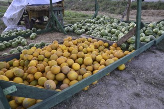 Collected in a pile of melons and watermelons. Atyrau, Kazakhstan