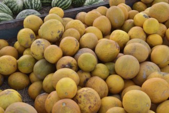 Collected in a pile of melons and watermelons. Atyrau, Kazakhstan
