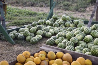 Collected in a pile of melons and watermelons. Atyrau, Kazakhstan