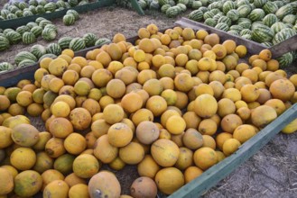 Collected in a pile of melons and watermelons. Atyrau, Kazakhstan