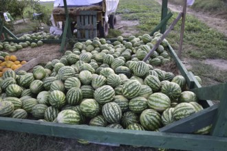 Collected in a pile of melons and watermelons. Atyrau, Kazakhstan