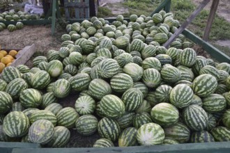 Collected in a pile of melons and watermelons. Atyrau, Kazakhstan