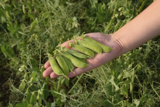 Green peas. Pods of peas. Pea field Atyrau, Kazakhstan