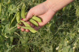 Green peas. Pods of peas. Atyrau, Kazakhstan