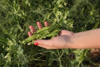 Green peas. Pods of peas. Atyrau, Kazakhstan