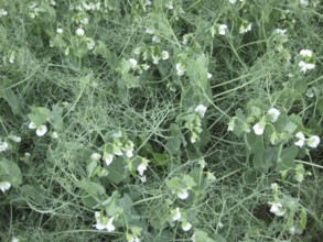 Blooming peas in the field. Atyrau, Kazakhstan