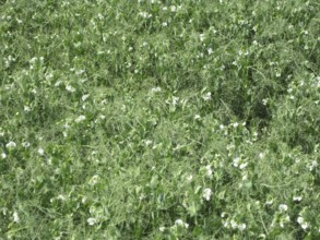 Blooming peas in the field. Atyrau, Kazakhstan