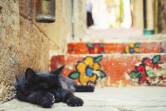 Cut Black cat lying near colorful painted stairs in historic alley of Mardin old town, Turkey,