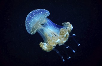 Blue Transparent Jellyfish With Dangerous Tentacles Floats Through Water