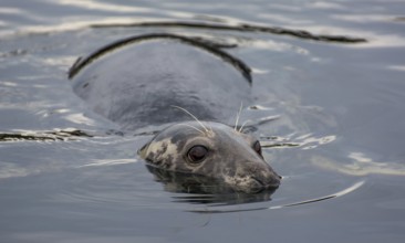 Male Of A Harbor Seal (Phoca Vitulina) Swims In The Water Of Gairloch Harbor In Scotland, United
