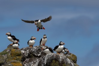 Group Of Seabird Species Atlantic Puffin (Fratercula arctica) On The Isle Of May In The Firth Of