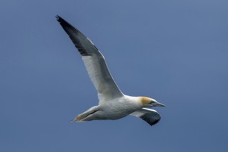 Flying Seabird Northern Gannet (Morus Bassanus) On Island Bass Rock In The Atlantic Ocean Of Firth