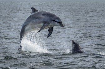 Wild Bottlenose Dolphins (Delphinus Truncatus) Jumping Out Of Ocean Water At The Moray Firth Near