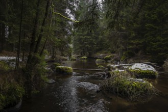 River Kamp Flows Through Valley With Forest And Mossy Boulders In Lower Austria (Waldviertel) In