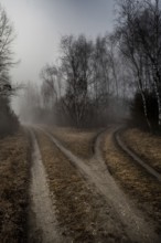 Gravel Road Junction in Misty Forest Landscape In The Danube Wetlands National Park, Austria