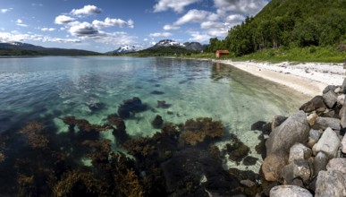 White Sand Beach, Clear Water And Snowy Mountains At The Fjord Cost Of Lofoten Islands In Norway