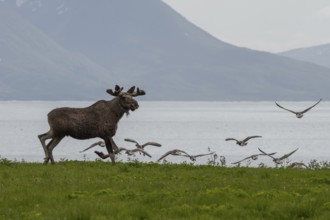 Single Moose Bull And Grey Geese At Fjord Coast On Andoya Island Of Lofoten In Norway
