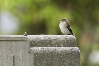A pied flycatcher (Ficedula hypoleuca), female, sitting quietly on a gravestone with a green