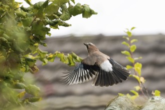 A jay (Garrulus Glandarius) in flight in front of a blurred background of leaves, Hesse, Germany