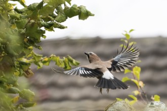 A jay (Garrulus Glandarius) in flight in front of a blurred background of leaves, Hesse, Germany