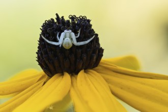 A Goldenrod crab spider (Misumena vatia) sits on the blossom of a yellow flower, yellow coneflower