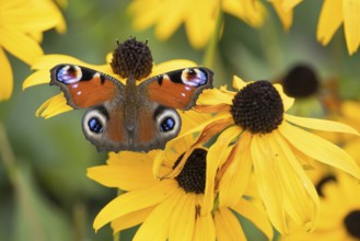 A peacock butterfly (Aglais io) sitting on a yellow flower, yellow coneflower (Echinacea paradoxa),