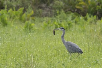 A grey heron (Ardea cinerea) stands in a meadow and holds a mouse in its beak, Hesse, Germany