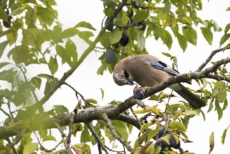 A jay (Garrulus Glandarius) sitting on a branch of a plum tree, eating plum surrounded by leaves