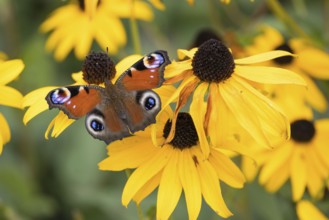 A peacock butterfly (Aglais io) sitting on a yellow flower, yellow coneflower (Echinacea paradoxa),
