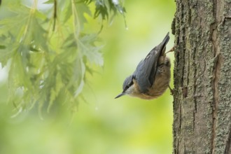 A nuthatch (Sitta europaea) standing on a tree trunk with green foliage in the background, Hesse,