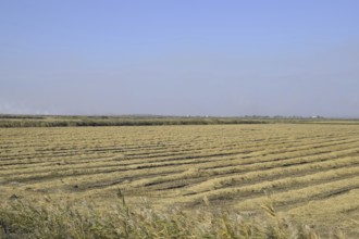 Harvesting rice in the fields. Atyrau, Kazakhstan