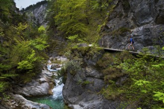 Young Man Hiking Beneath Clear And Wild Mountain River In Green Canyon In Ötschergräben In Austria
