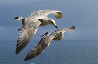 Seagulls Flying Beneath Each Other Over The Atlantic Coast Of Ireland