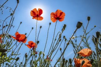 View Up In A Natural Flower Meadow With Red Poppy And Bright Sun, Austria