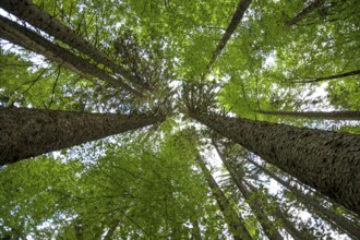 View Up Into Conifer Tree Crowns (Pinus Sylvestris) Of An Old Forest In Austria