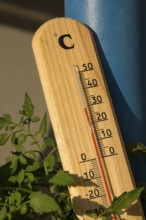 Thermometer With Green Plant At Summer Heat Weather