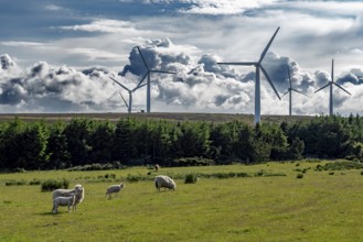 Rural Farmland Landscape With Sheep And Rotating Wind Turbines For Renewable Energy Production In