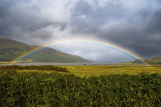 Colorful Rainbow Over Fresh Pasture With Sheep On The Isle Of Skye In Scotland, United Kingdom