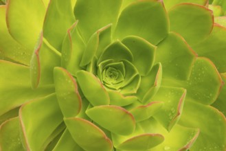 Detail Of A Fresh Green Succulent Plant With Pure Raindrops On Its Colorful Leaves, Scotland,